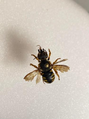 Rhodanthidium septemdentatum